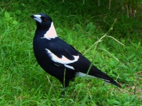 Royal National Park - Native Bird