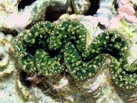 Great Barrier Reef - Lady Elliot Island - Reef Life