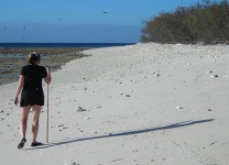 Great Barrier Reef - Lady Elliot Island - Beach Walking
