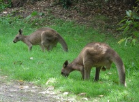 Hyatt Coolum - Kangaroos