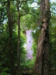 Waipoua Forest - Te Matua Ngahere - Largest Kauri Tree