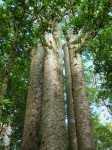 Waipoua Forest - Four Sisters Kauri Trees
