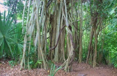Cobá - Trail Flora