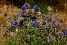 Cretan Flora
