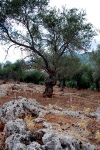 Crete - Anethena Olive Tree