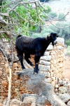 Crete - Anethena Goats