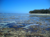 Great Barrier Reef - Lady Elliot Island - Reef 