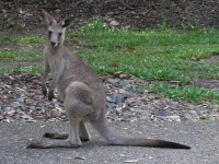 Hyatt Coolum - Kangaroo