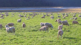 New Zealand South Island: Sheep (30 to 1 People Ratio)