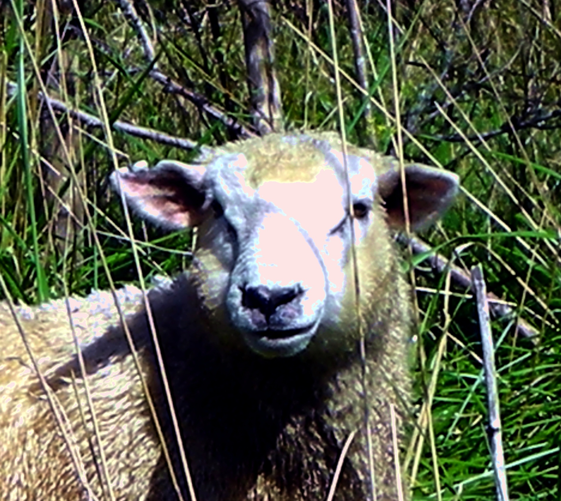 Wanganui River Road - Sheep