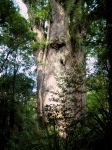 Waipoua Forest - Te Matua Ngahere - Oldest Kauri Tree