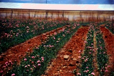 Cretan Carnation Farm