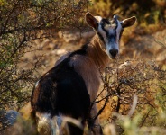 Plakias to Kalypso Trail - Goat Visitor