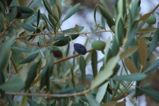 Crete - Anethena Olive
