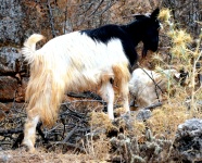 Crete - Anethena Goats
