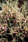 Crete - Anethena Flora