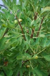 Crete - Anethena Olives