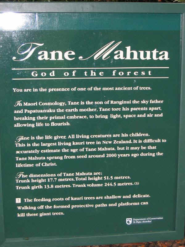 Waipou Forest -  Tane Mahuta - World's largest rainforest tree