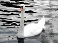 Fountain Swan